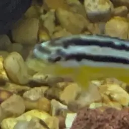 Auratus Cichlid, photo 9