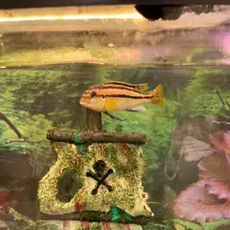 Auratus Cichlid, photo 10
