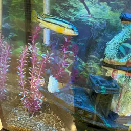 Auratus Cichlid, photo 11