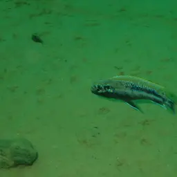 Auratus Cichlid, photo 12