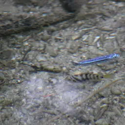 Maingano, photo 5