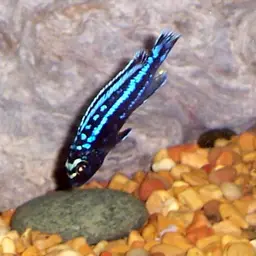 Bluegray Mbuna