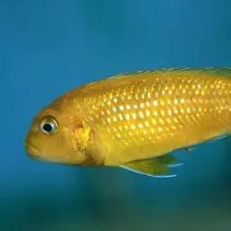 Bluegray Mbuna, photo 2