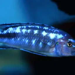 Bluegray Mbuna, photo 3
