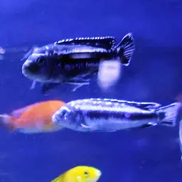 Bluegray Mbuna, photo 5