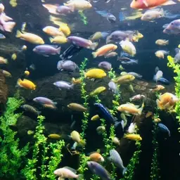 Bluegray Mbuna, photo 6