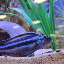 Bluegray Mbuna, photo 7