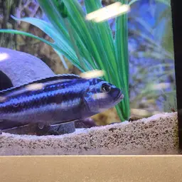 Bluegray Mbuna, photo 8