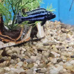 Bluegray Mbuna, photo 9