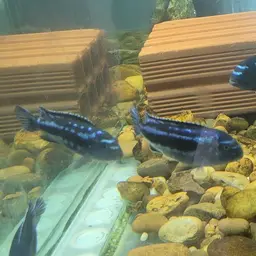 Bluegray Mbuna, photo 10