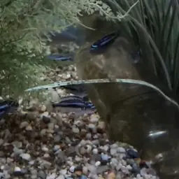 Bluegray Mbuna, photo 11