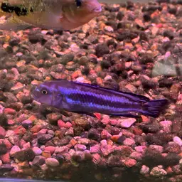 Bluegray Mbuna, photo 12