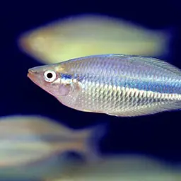 Northern Rainbowfish