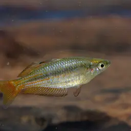 Western Rainbowfish, photo 1