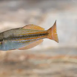 Western Rainbowfish, photo 2