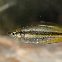 Western Rainbowfish, photo 3