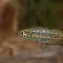 Western Rainbowfish, photo 4