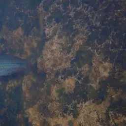 Western Rainbowfish, photo 5
