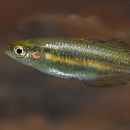 Western Rainbowfish, photo 6
