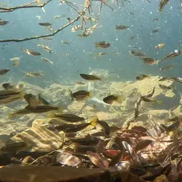 Western Rainbowfish, photo 7