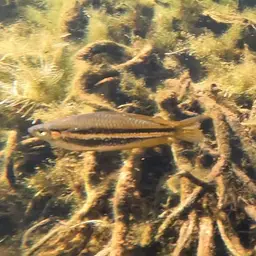 Western Rainbowfish, photo 8