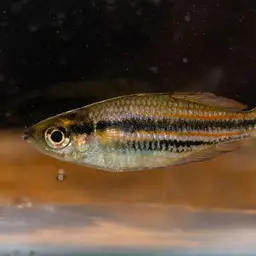 Western Rainbowfish, photo 9
