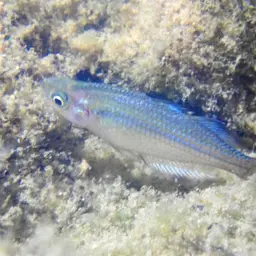 Western Rainbowfish, photo 10