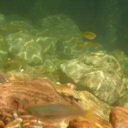 Western Rainbowfish, photo 11