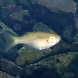 Western Rainbowfish, photo 12