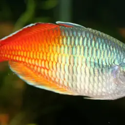 Boeseman's Rainbowfish