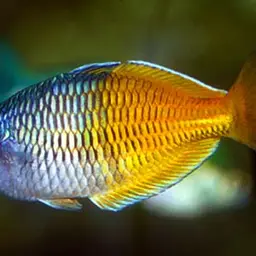 Boeseman's Rainbowfish, photo 4