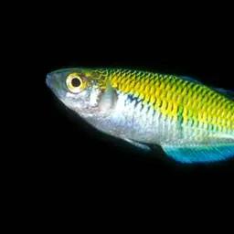 Boeseman's Rainbowfish, photo 5