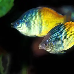 Boeseman's Rainbowfish, photo 6