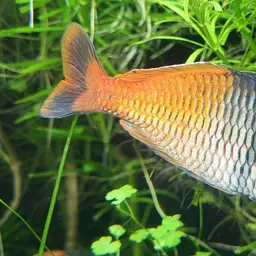 Boeseman's Rainbowfish, photo 7