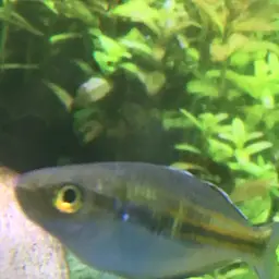 Boeseman's Rainbowfish, photo 8