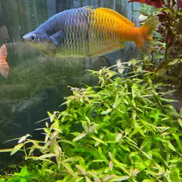 Boeseman's Rainbowfish, photo 9