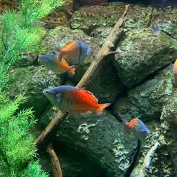 Boeseman's Rainbowfish, photo 10