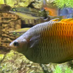 Boeseman's Rainbowfish, photo 11