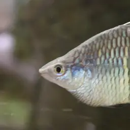 Boeseman's Rainbowfish, photo 12