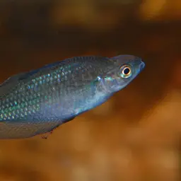 Australian Rainbowfish