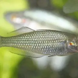 Australian Rainbowfish, photo 2