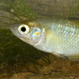 Australian Rainbowfish, photo 3