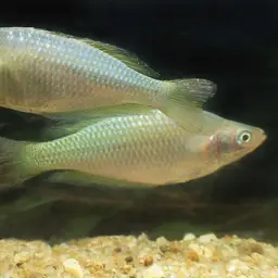 Australian Rainbowfish, photo 4