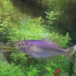 Australian Rainbowfish, photo 5