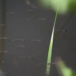 Australian Rainbowfish, photo 6