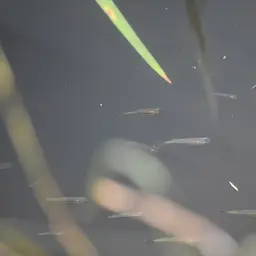 Australian Rainbowfish, photo 7