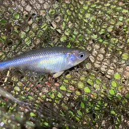 Australian Rainbowfish, photo 8