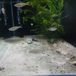 Australian Rainbowfish, photo 9