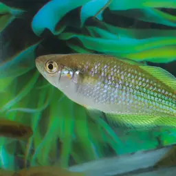Australian Rainbowfish, photo 10