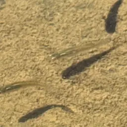 Australian Rainbowfish, photo 12